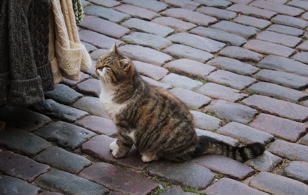 포장도로에 앉아 있는 귀여운 회색 고양이