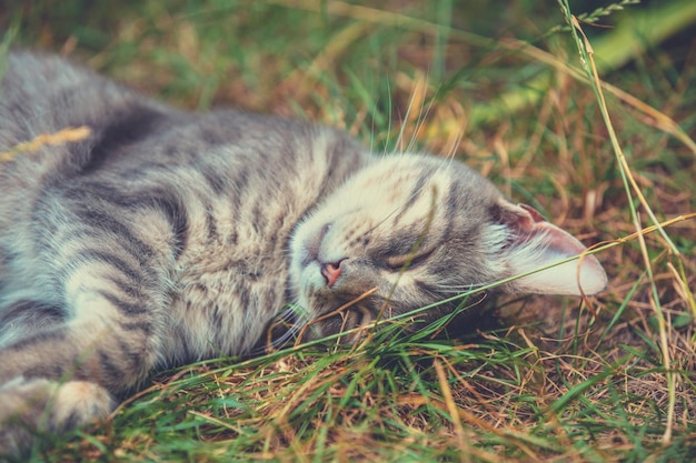 Cute gray cat sleeps outdoors on grass in summer