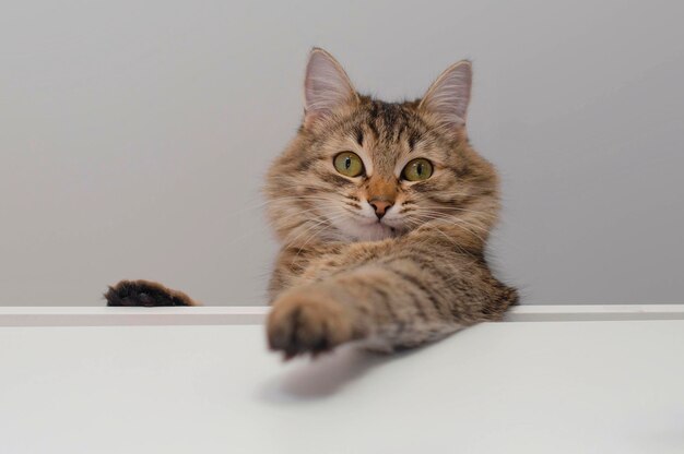 Cute gray cat on a white background looking out A beautiful cat with yellow eyes peeks out from behind a clean banner Empty space for copying Template blank for the design