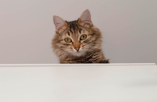 Cute gray cat on a white background looking out A beautiful cat with yellow eyes peeks out from behind a clean banner Empty space for copying Template blank for the design