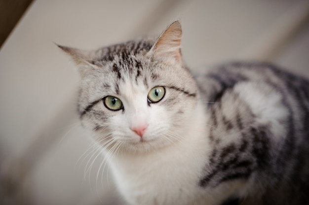 Simpatico gatto grigio con gli occhi verde chiaro seduto sulla tavola di legno e guardando