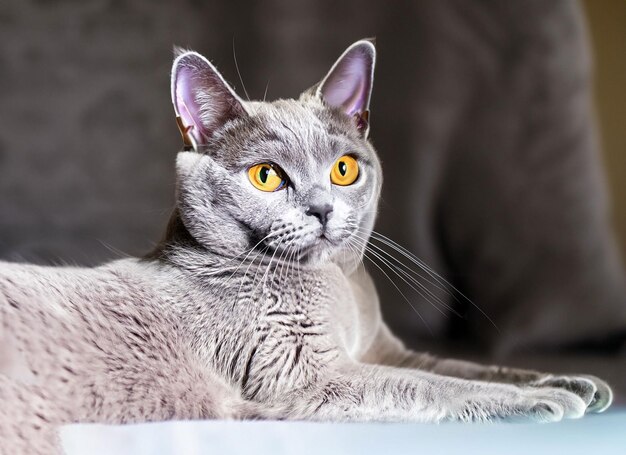 Cute gray cat with yellow eyes sitting genertive ai