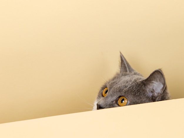 Un simpatico gatto grigio su sfondo giallo che dà una occhiata uno spazio vuoto della copia
