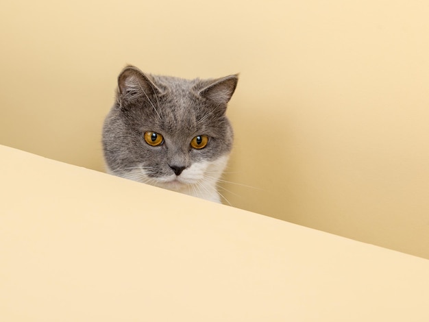黄色の背景にかわいい灰色の猫が覗いている空白のコピースペース