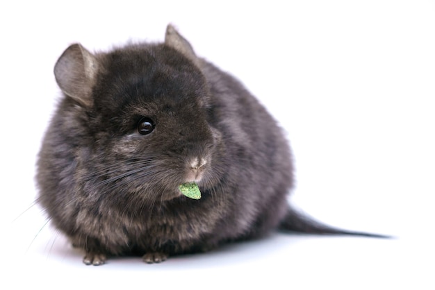 Carino cincillà grigio mangia su un muro bianco