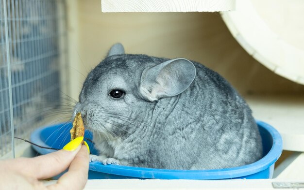 Cute gray chinchilla sitting on wooden windowsill of his cage and looking curiously concept pet lifestyle