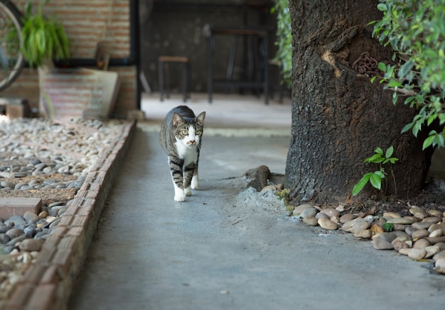 귀여운 회색 felis 또는 고양이 바닥에 놀고, 선택적 초점