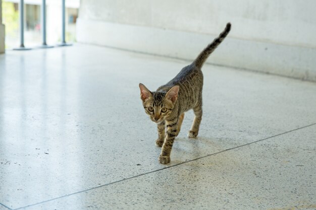 Foto un felino grigio carino o gatti che giocano sul pavimento, è gatto siamese che stanno guardando la telecamera