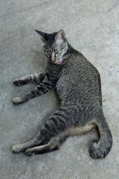 바닥에 노는 귀여운 회색 felis 또는 고양이