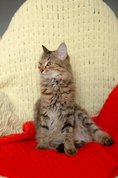 Un simpatico gatto grigio lanuginoso è seduto su una coperta lavorata a maglia su una fotografia verticale della sedia del computer