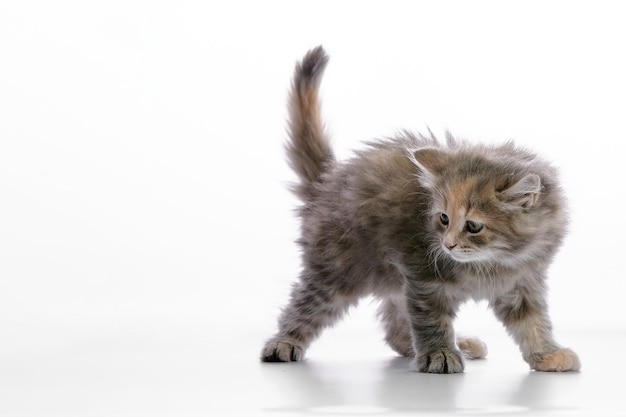 Cute gray fluffy kitten on a white background looks away copyspace advertising banner