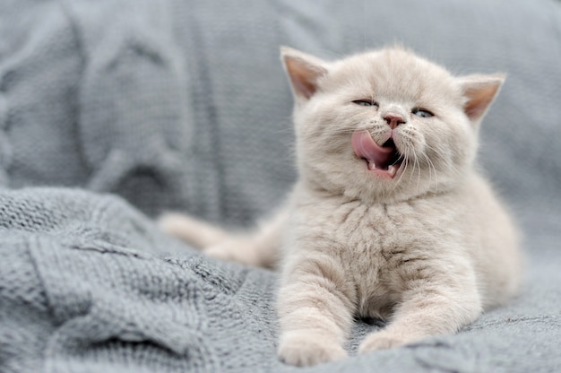 Cute gray funny baby kitten in gray cloth