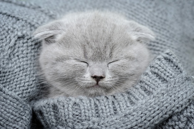 Cute gray funny kitten sleep in gray cloth