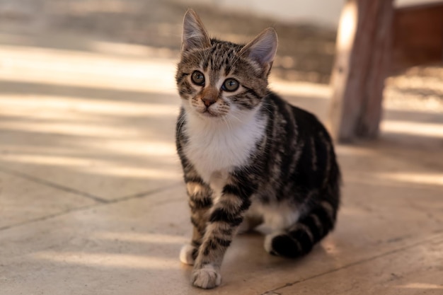 屋外の小道に座っているかわいい灰色の子猫のクローズアップ