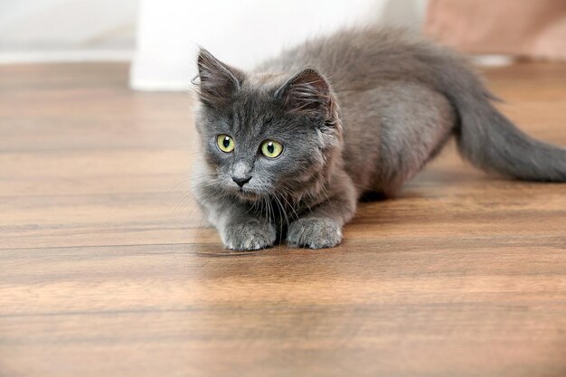 Cute gray kitten on floor at home