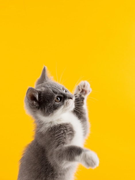 Cute gray kitten funny and fun playing and dancing on a yellow .