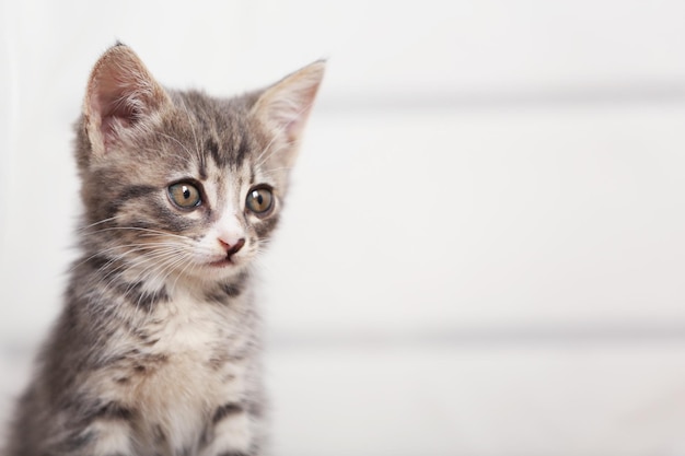 Cute gray kitten at home