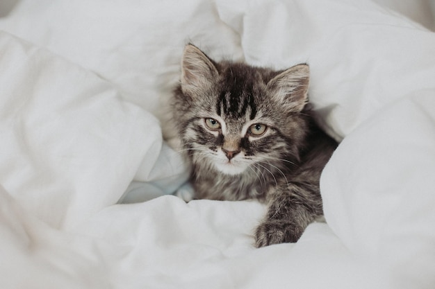 cute gray kitten is lying next to a bed with white cotton bedding. Pets at home