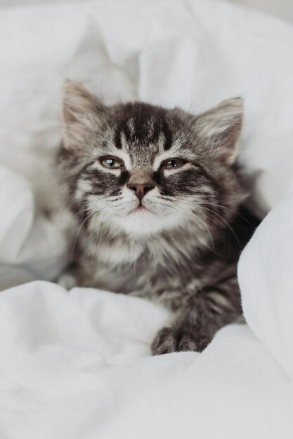 白い綿の寝具を敷いたベッドの隣に、かわいい灰色の子猫が横たわっている。自宅でのペット