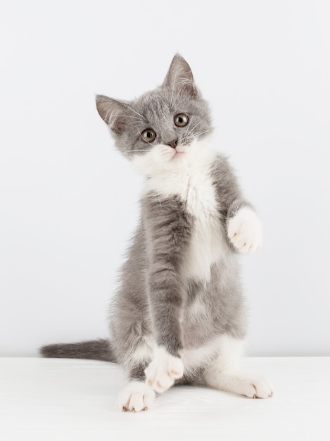 Photo cute gray kitten playing funny and fun on a white .