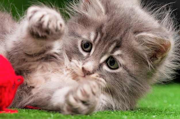 Cute gray kitten playing red clew of thread on artificial green grass