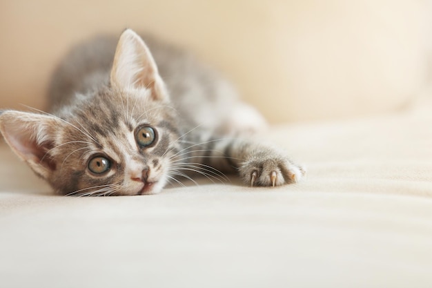 自宅のソファでかわいい灰色の子猫