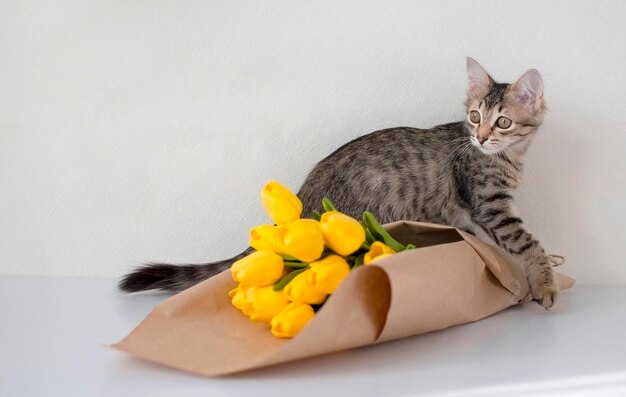 黄色いチューリップの花束を持つかわいい灰色の子猫。鮮やかな色のふわふわペット。家で居心地の良い春の朝。 3月8日の背景。