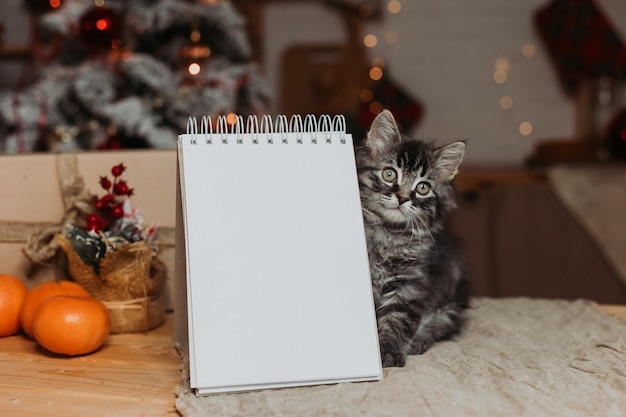 cute gray kitten with an empty notepad in the kitchen before Christmas.