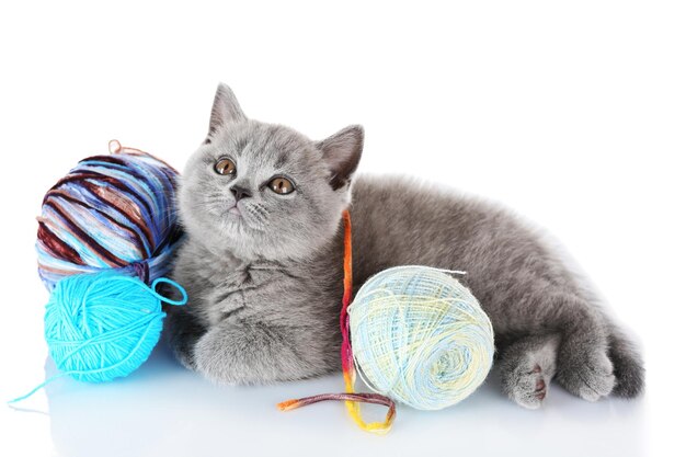 Foto carino gattino grigio con una striscia di filati colorati isolati su bianco