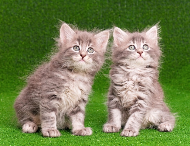 Photo cute gray kittens on artificial green grass