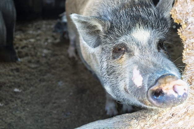 Cute gray pig in barn on farm copy space dirty pig in pen pig rural area animal husbandry pork meat