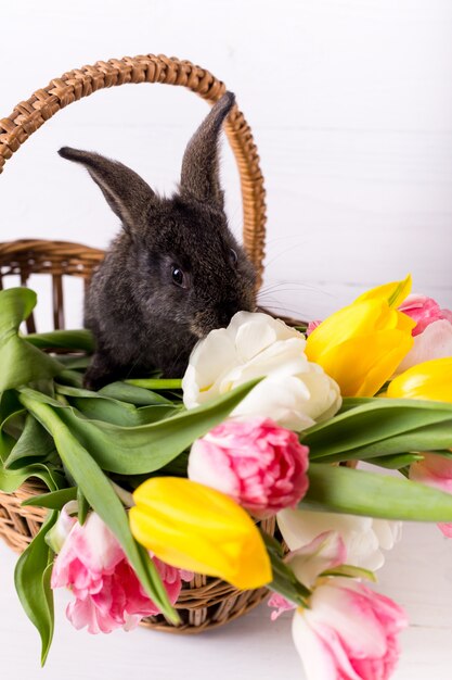 Cute gray rabbit sitting in a basket with colorful tulips flowers