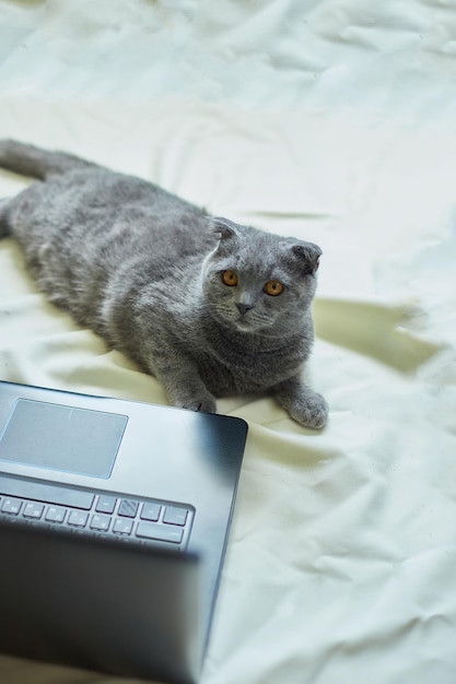 A cute gray Scottish fold cat lying to a laptop on the bed