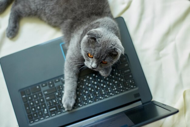 A cute gray Scottish fold cat lying to a laptop on the bed