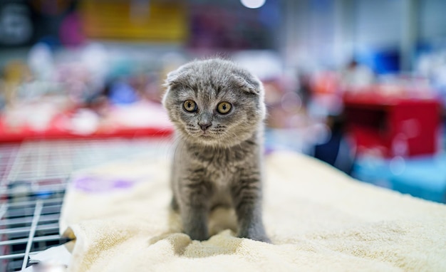 귀여운 회색 스코틀랜드 새끼 고양이