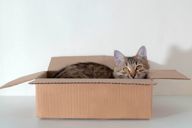 Cute gray striped cat is lying in a cardboard box A fluffy pet will sleep there Charming cat in a cardboard box The concept of pets