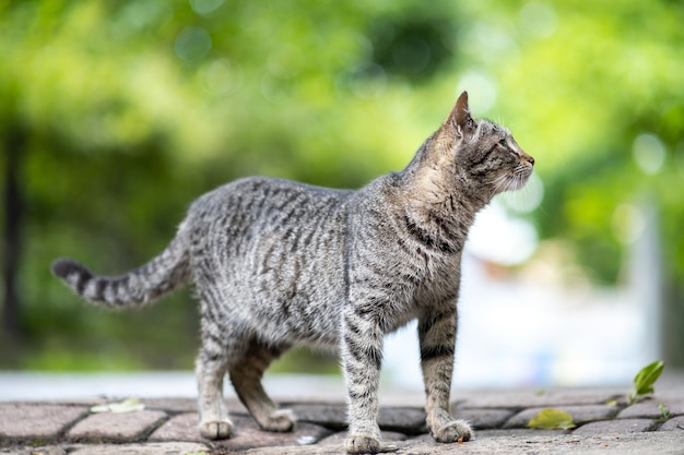 Cute gray striped cat standing outdoors on summer street.