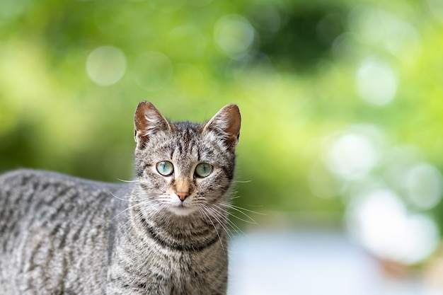 Cute gray striped cat standing outdoors