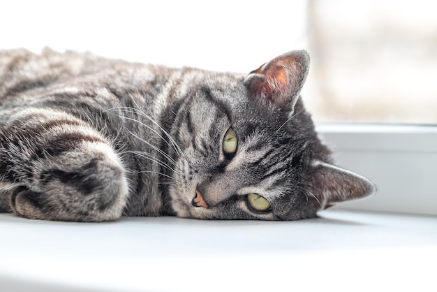 A cute gray tabby cat lying on side looking at the camera Closeup of a cat's head