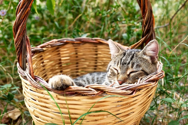 사진 정원 봄 휴일 인사말 카드 동물 테마에서 바구니에 자고 귀여운 회색 얼룩 고양이