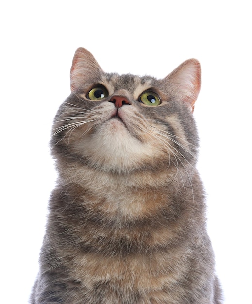 Cute gray tabby cat on white background Lovely pet