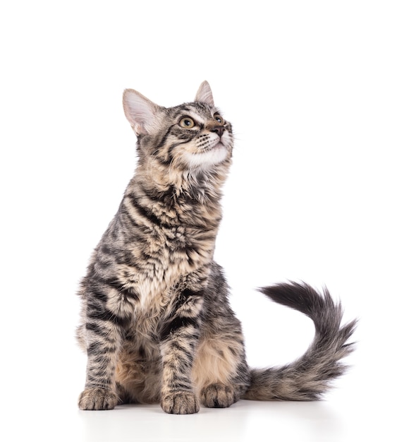 Cute gray tabby kitten on white background