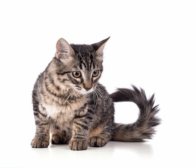 Cute gray tabby kitten on white background