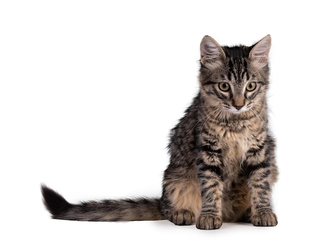 Cute gray tabby kitten on white background