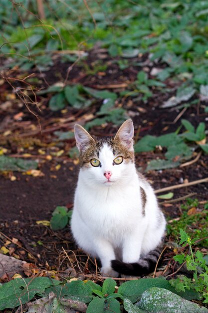 Cute gray and white cat outdoor