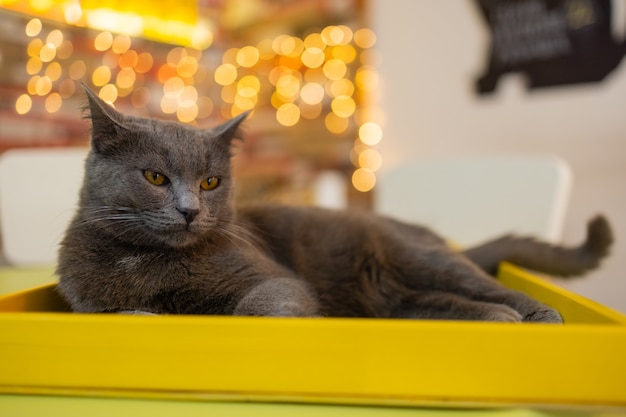 Cute gray white cat in a pet house.