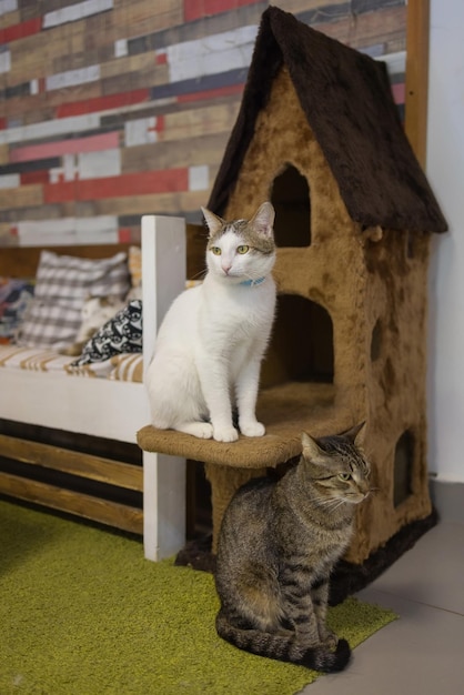 Cute gray white cat in a pet house