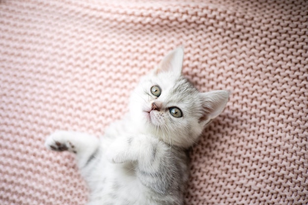 Cute gray and white kitten on a light knitted blanket Pets Comfort british breed cat