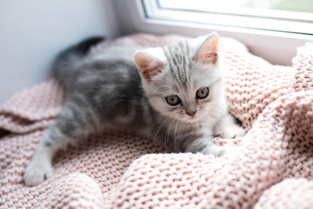 Cute gray and white kitten on a light knitted blanket Pets Comfort