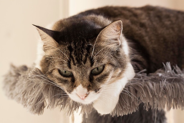 休んでいるかわいい緑色の目のふわふわ子猫